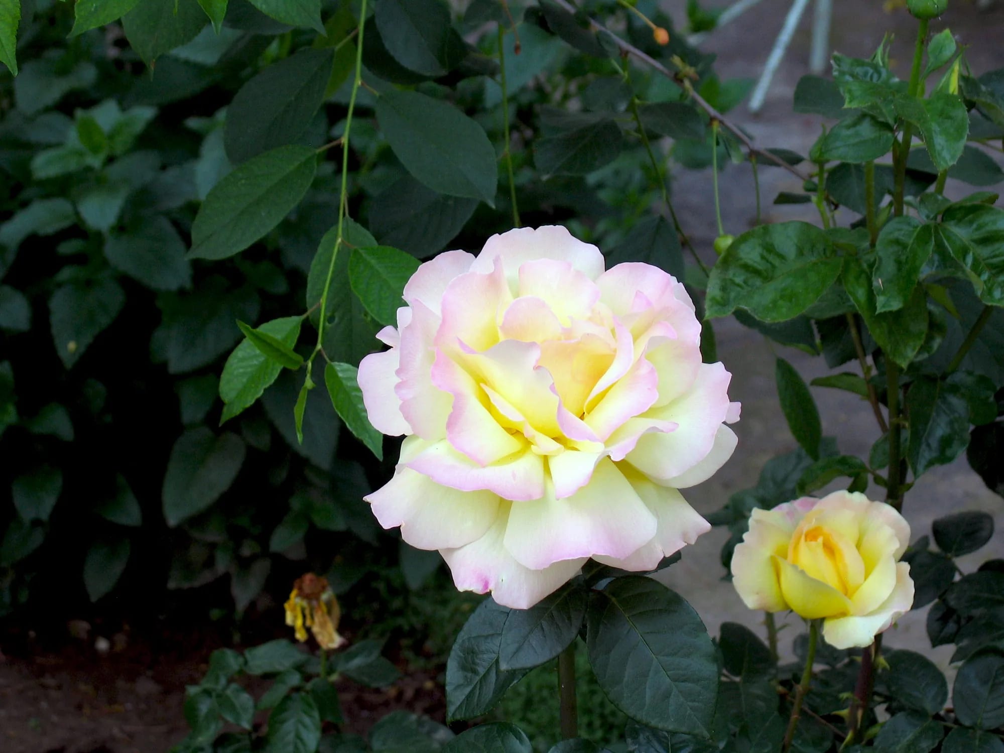My home in Dushanbe Genia's flowers