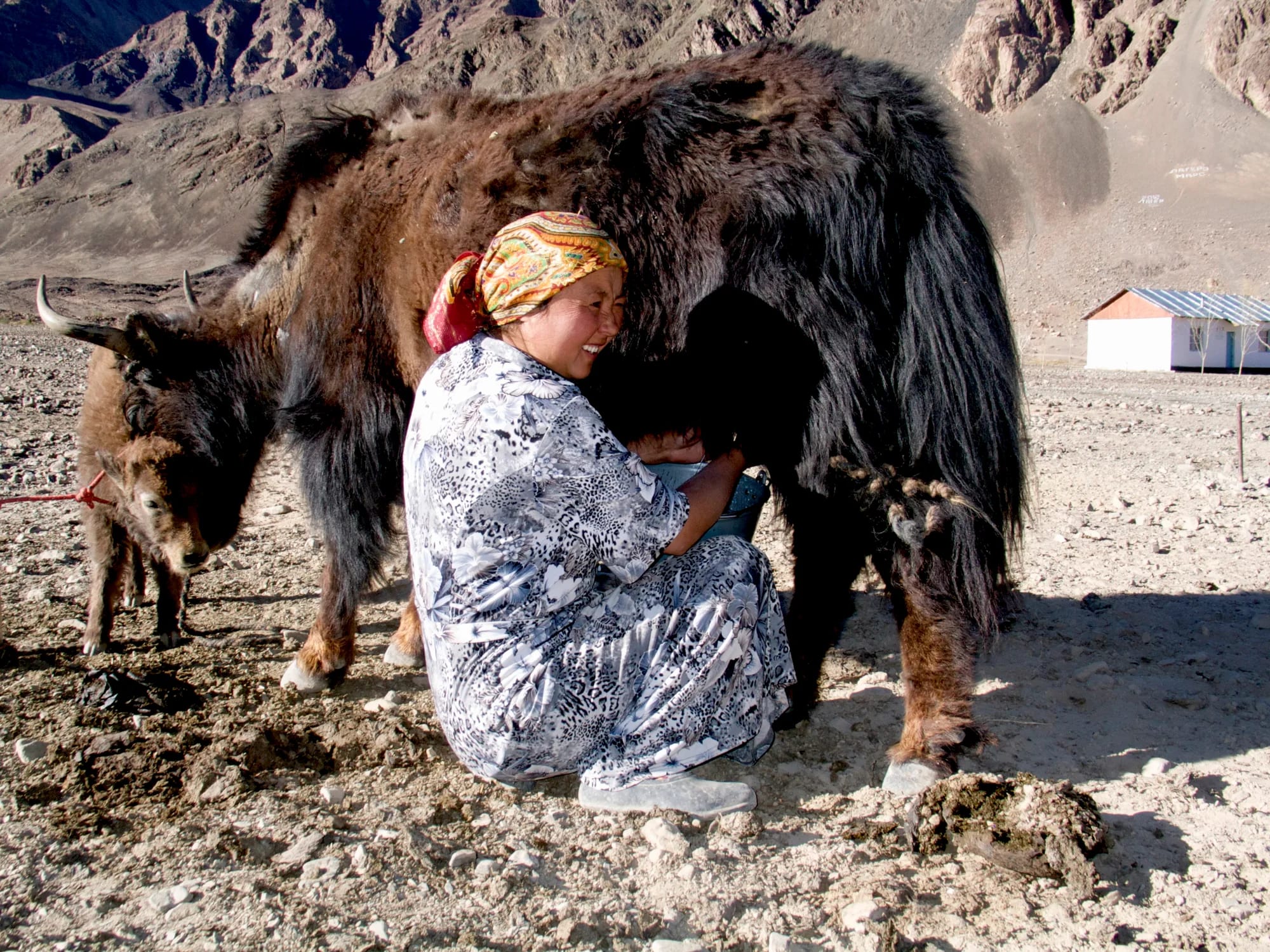 Milking a yak outside Murghob